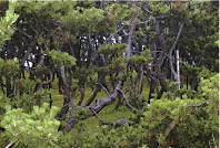 Yukawa Black Pine Forest