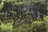 汤川黑松林